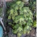 Подофиллум Podophyllum Spotty Dotty